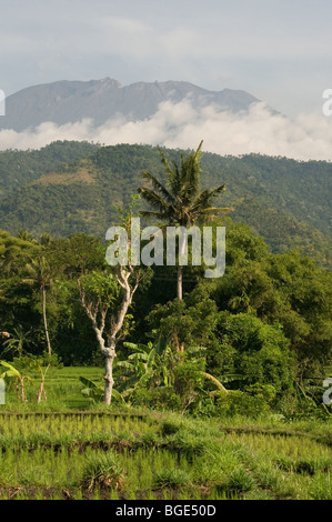 Gunung Agung attraverso i campi di riso, Bali Orientale, Indonesia Foto Stock