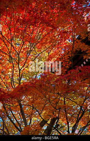 Aceri rossi al tempio Tenshoji, città di Takayama, Prefettura di Gifu, Giappone Foto Stock