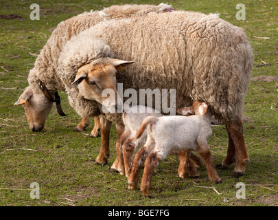 Twin agnelli nella primavera del bere con la loro madre Foto Stock