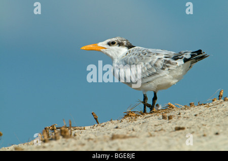 Un Royal Tern bambini sulla spiaggia di Amelia Island, Florida Foto Stock