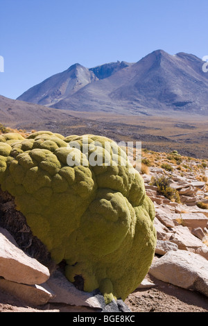 La lenta crescita moss chiamato yareta cresce su una roccia ad alta altitudine nel Altiplano deserto sulle Ande boliviane, S.America Foto Stock