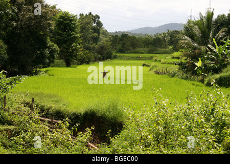 Uno spaventapasseri sorge in un verde lussureggiante campo di risone sul bordo di Dandeli Parco Nazionale in Karnataka, India. Foto Stock