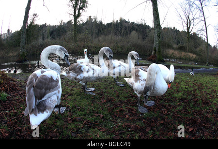 Regno Unito west sussex arundel una famiglia di cigni affamati Foto Stock