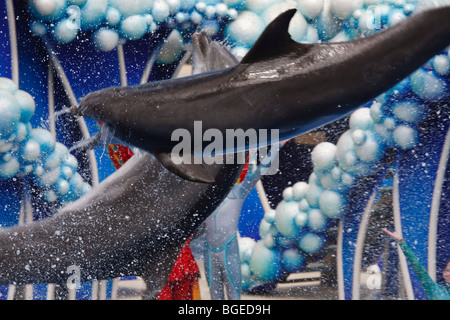 I delfini capriola in aria a Seaworld Orlando, Florida Foto Stock