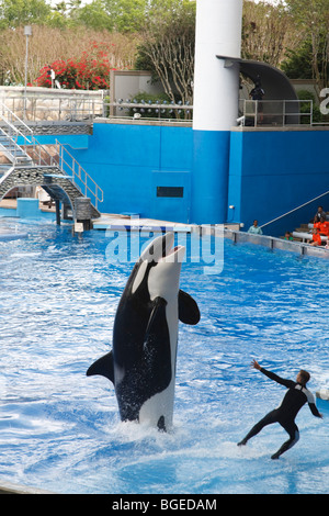 Shamu la balena killer esegue nel credere che mostra al Seaworld di Orlando, Florida Foto Stock