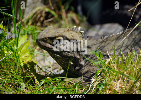 Tuatara. Sphenodontia. Endemico della Nuova Zelanda rettile Foto Stock