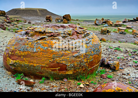 Grandi massi di arenaria sono concrezioni formatesi in mari preistorici visto nella Red Rock Coulee Area Naturale situato a 65 k Foto Stock