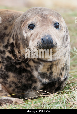 Ritratto di una guarnizione grigio mucca, Donna Nook, Lincolnshire England Regno Unito Foto Stock