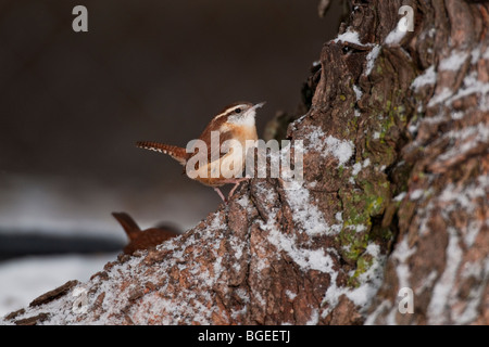 Carolina wren rovistando intorno all albero innevato Foto Stock