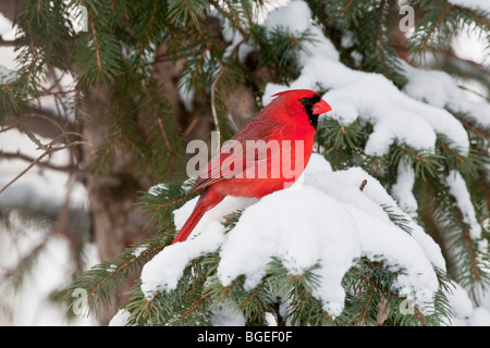 Maschio rosso NorthernCcardinal seduto in coperta di neve abete Foto Stock
