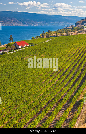 Filari di viti al Ranch Greata cantina immobiliare vigna sulle rive del lago Okanagan, Okanagan, British Columbia, Canada Foto Stock