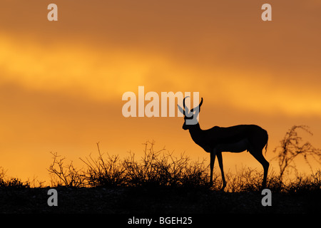 Springbok antilope (Antidorcas marsupialis) stagliano contro un cielo rosso, Kgalagadi Parco transfrontaliero, Sud Africa Foto Stock