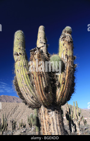 Cactus, Tilcara, Argentina del nord Foto Stock