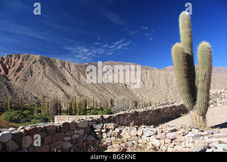 Cactus, Tilcara, Argentina del nord Foto Stock