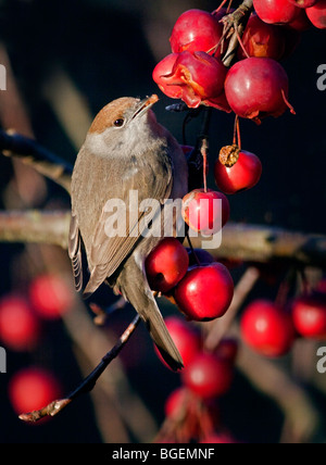 Capinera femmina (sylvia atricapilla) alimentazione su Malus Red Sentinel crab apple tree) Foto Stock