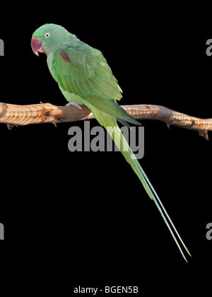 Parrocchetto alessandrino (psittacula eupatria) Foto Stock