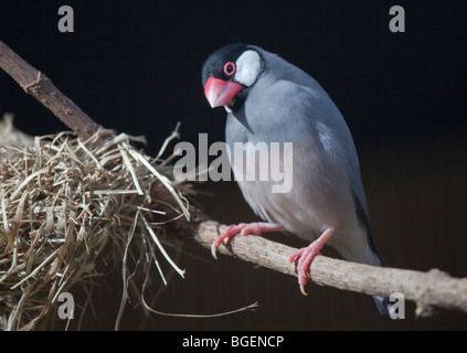 Java Finch (padda oryzivora) e nido Foto Stock