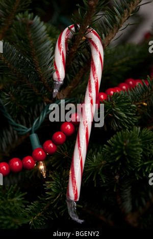 Candy Cane appeso a un albero di Natale, dicembre 2009. Foto Stock