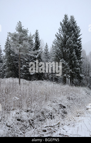 Coperta di neve abeti rossi e pini in Norvegia Foto Stock