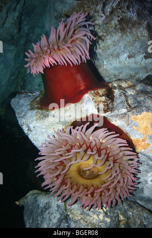 Pesce di anemone di mangiare Urticina piscivora Foto Stock