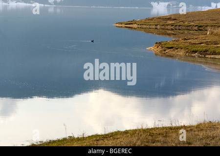 Scena invernale sulla costa del lago, diga di Dospat, uccelli selvatici in acqua, monti Rodopi Foto Stock