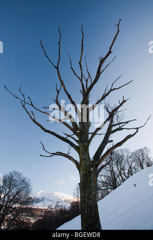 Un albero morto vicino Ambl;eside nel distretto del lago, UK. Foto Stock