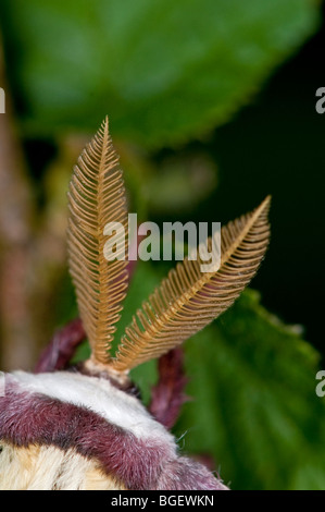 Luna Moth: Actias luna. Antenne utilizzate per rilevare il feromone emesso dalle femmine. Captive campione Foto Stock