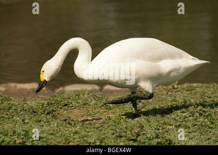 Bewick o Tundra Swan (Cygnus columbianus bewickii). Su un terreno a piedi. Foto Stock