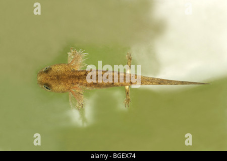 Unione salamandra pezzata (Salamandra salamandra). Tadpole o larva. Stadio di sviluppo verso adulto forma terrestre. Foto Stock