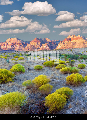 Spazzola di coniglio e formazioni rocciose nella Red Rock Canyon National Conservation Area, Nevada. Il cielo è stato aggiunto. Foto Stock