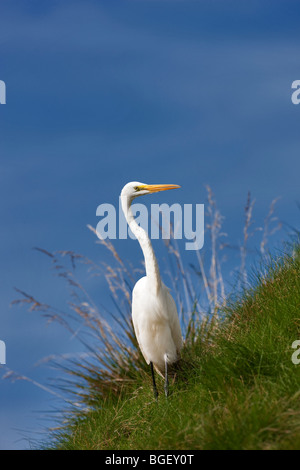 Airone bianco maggiore (Ardea alba) on Grassy Slope. Vicino a Napa Valley, California Foto Stock