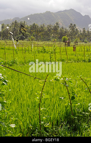 I campi di riso in Candidasa, Karangasem, Bali, Indonesia Foto Stock