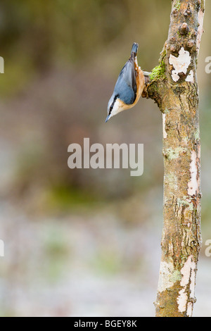 Picchio muratore aggrappati a testa in giù a tronco di albero Foto Stock