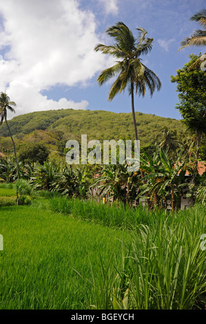 I campi di riso in Candidasa, Karangasem, Bali, Indonesia Foto Stock