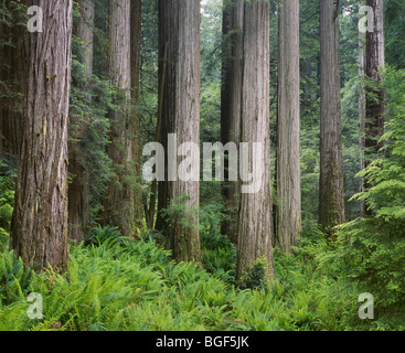 CALIFORNIA - Redwood grove lungo il sentiero Simpson-Reed in Jedediah Smith Redwoods State Park. Foto Stock