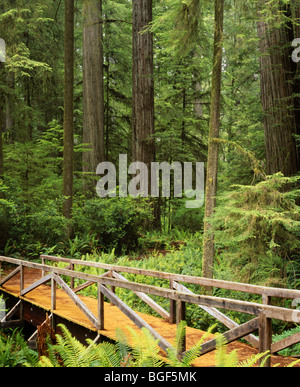 CALIFORNIA - Ponte a redwood grove lungo il sentiero Simpson-Reed in Jedediah Smith Redwoods State Park. Foto Stock