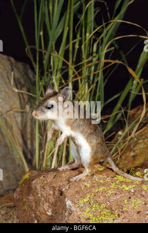 Northern Grasshopper Mouse Foto Stock