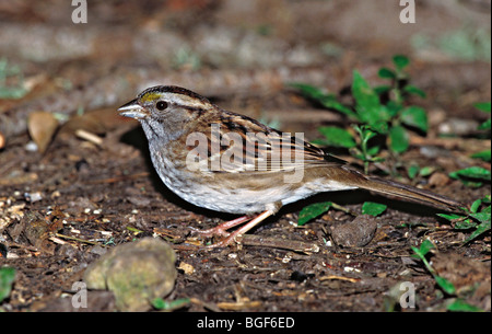 Bianco-throated Sparrow adulto forma tan Foto Stock