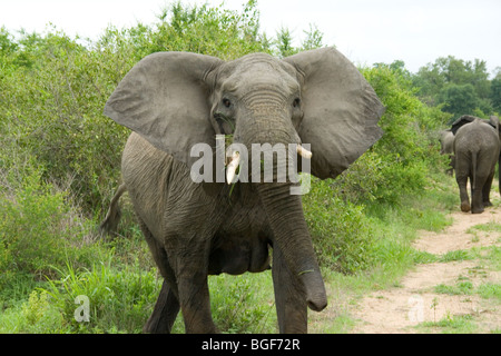 La matriarca elefante a Mala Mala Foto Stock