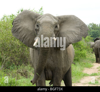 La matriarca elefante a Mala Mala Foto Stock