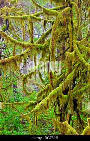 Rami di albero drappeggiato in moss lungo il sentiero nella foresta pluviale di Hot Springs Cove, Openit Penisola, Maquinna Marine Parco Provinciale, Foto Stock