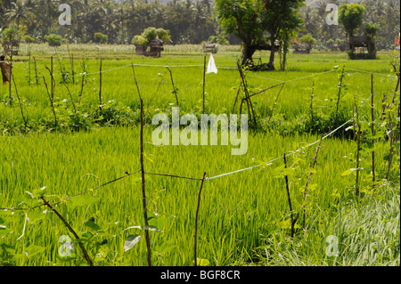 I campi di riso in Candidasa, Karangasem, Bali, Indonesia Foto Stock