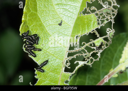 Foglie di ontano Beetle (Agelastica alni), larve di mangiare un anziano foglia. Foto Stock