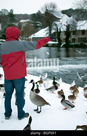 Persona alimentazione di anatre e uccelli in Bakewell Peak District Derbyshire dopo la neve pesante Dicembre 2009 Foto Stock