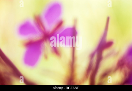 Impressionistica close up deep pink flowerhead e lungo le cialde di seme di Rosebay willowherb retroilluminato con pale foglie d'oro Foto Stock