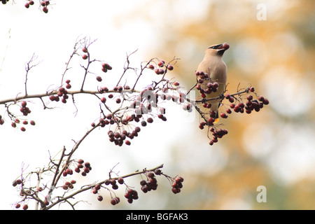 Il Cedar Waxwing mangiare una bacca Foto Stock