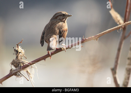 Song Sparrow appollaiato su un ramo Foto Stock