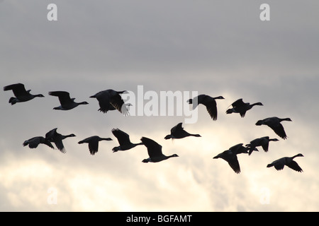 Oche canadesi in-flight Foto Stock