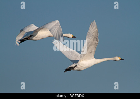 Una coppia di adulti Bewick's cigni in volo Foto Stock