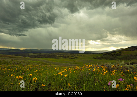 Prato fiorito durante le estati nella Lamar valley nel parco nazionale di Yellowstone Foto Stock